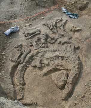 Picture of a Camarasaurus skeleton